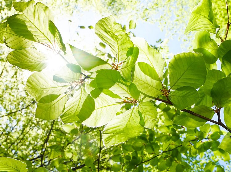Baumblätter angestrahlt von der Sonne