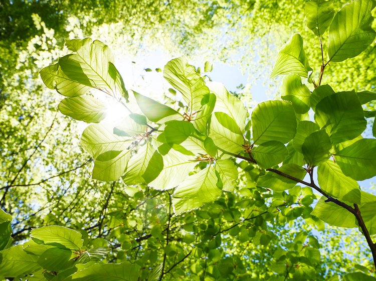 tree leaves with sun shining on them