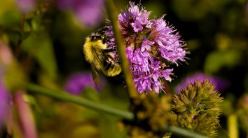 Wildbienen auf Photovoltaikflächen