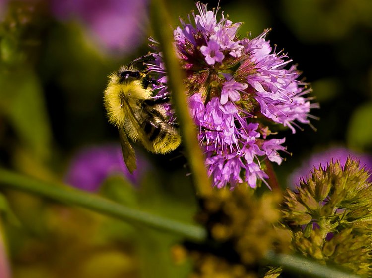Wildbienen auf Photovoltaikflächen