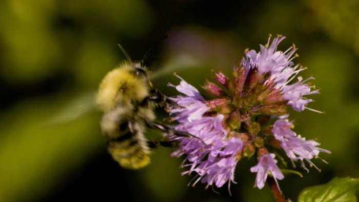 Förderung von Bienen auf Photovoltaik Anlageflächen