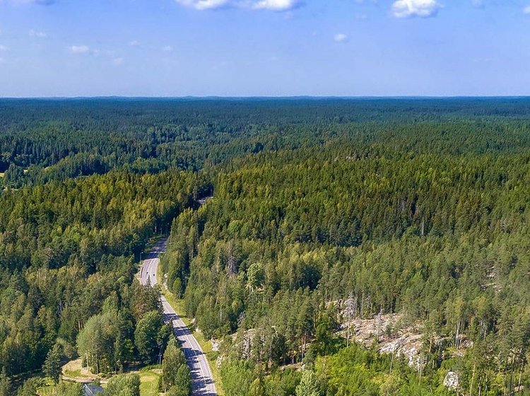 a forestry landscape for investments