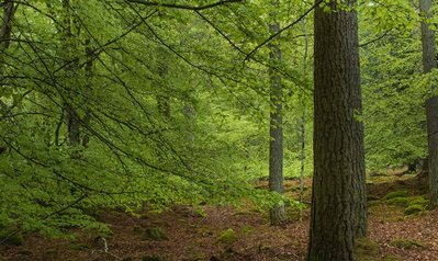 Wald als Forstwirtschaft Sachwertanlage