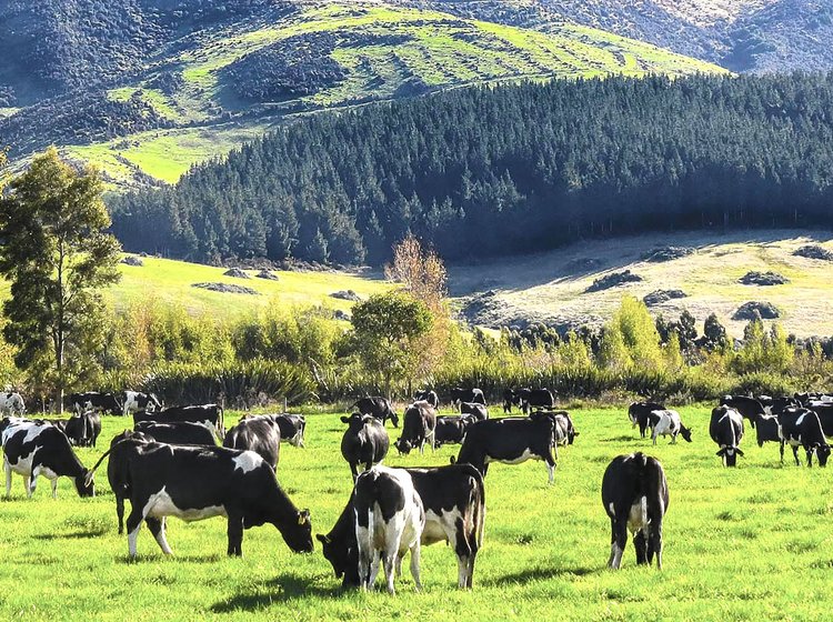 Investitionen in Landwirtschaft Eine Bergweide mit Kühen für landwirtschaftliche Investitionen