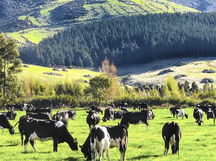 agriculture investments a field with cows for agriculture investments